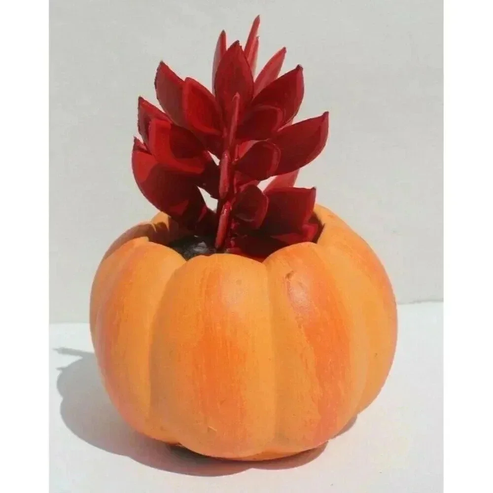 NEW Orange Happy Halloween Pumpkin Ceramic Planter Plot W/ Succulents